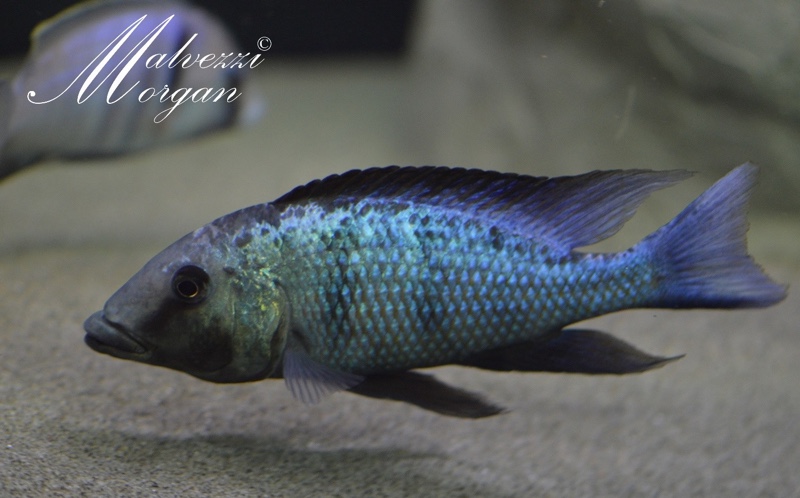 Fossorochromis rostratus